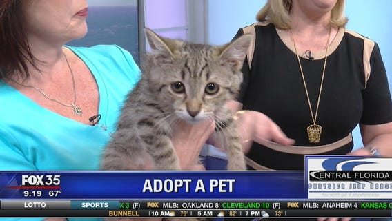 Adopt a Pet: Stella the Kitten