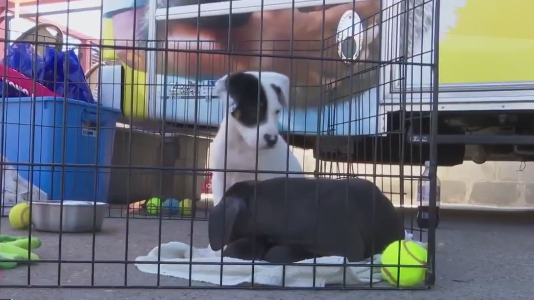 Valentine's Day Paw-ty for dog lovers