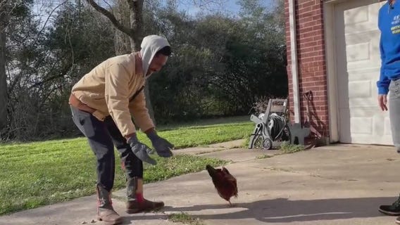 High egg prices leading people to rent chickens