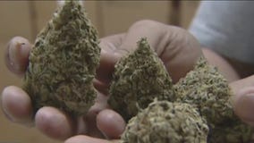New poll shows Texans support legal marijuana
