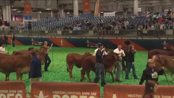 Brahman Show at the Houston Livestock Show and Rodeo