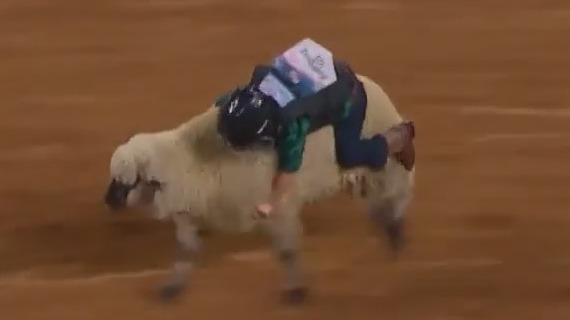 Mutton Bustin'  at the Livestock Show & Rodeo