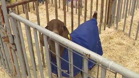 Texas 4-H Livestock Ambassador at Houston Livestock Show and Rodeo