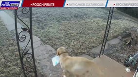 Trending now: 'Pooch pirate' steals package from front door