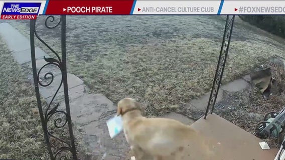 Trending now: 'Pooch pirate' steals package from front door