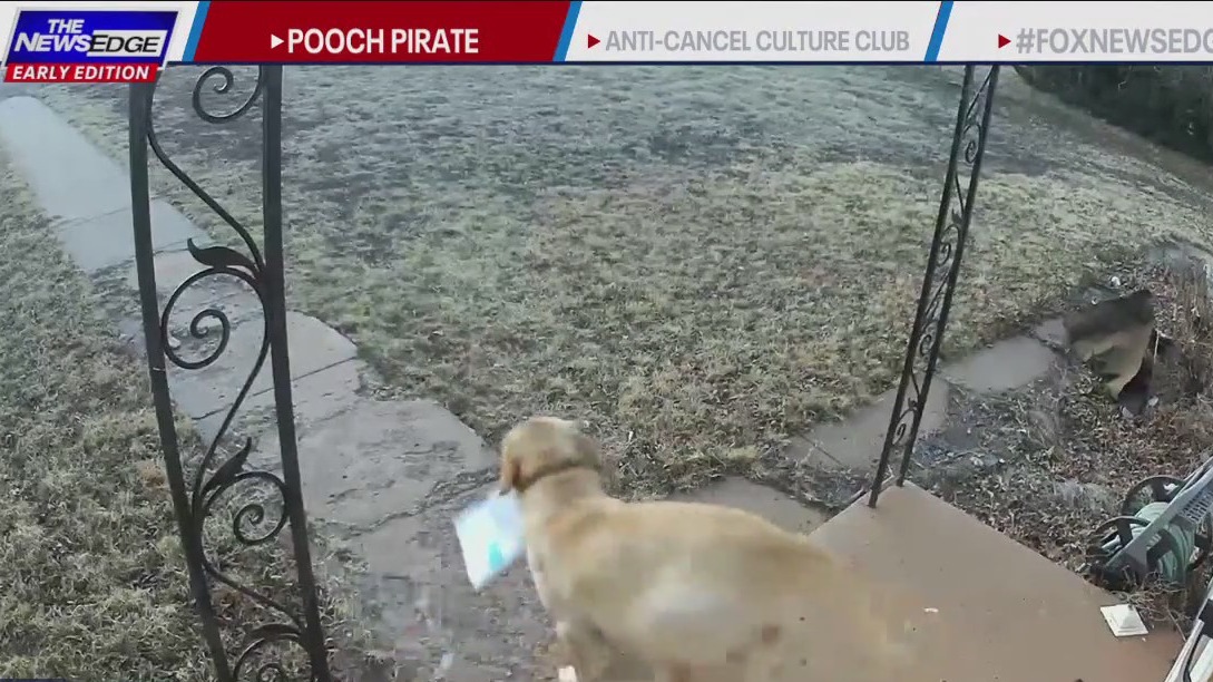 Trending now: 'Pooch pirate' steals package from front door