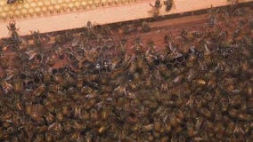 Honey bees at Agventure at Houston Livestock Show and Rodeo