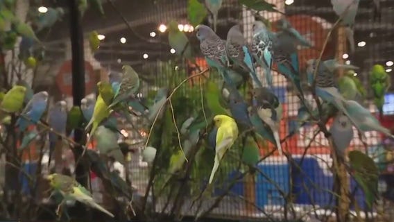 Parakeet Encounter at the Houston Livestock Show and Rodeo