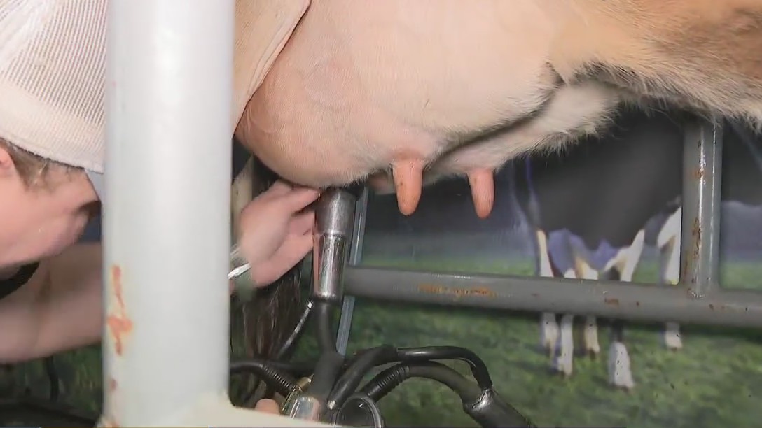 Agventure's 'Milking Parlour' at the Houston Livestock Show and Rodeo