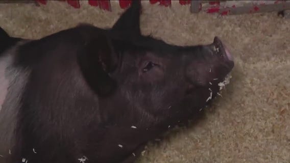 Sophomore showing pig at Houston Livestock Show and Rodeo