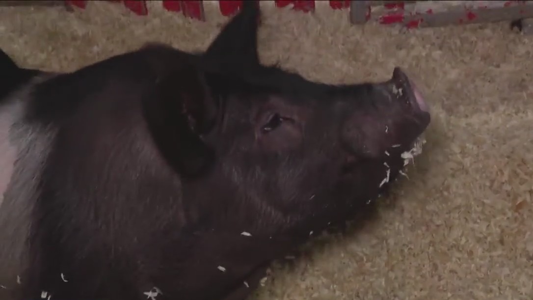 Sophomore showing pig at Houston Livestock Show and Rodeo