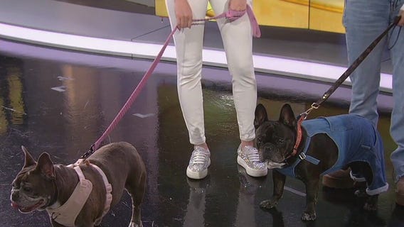 French Bulldog the 'most popular' dog in America