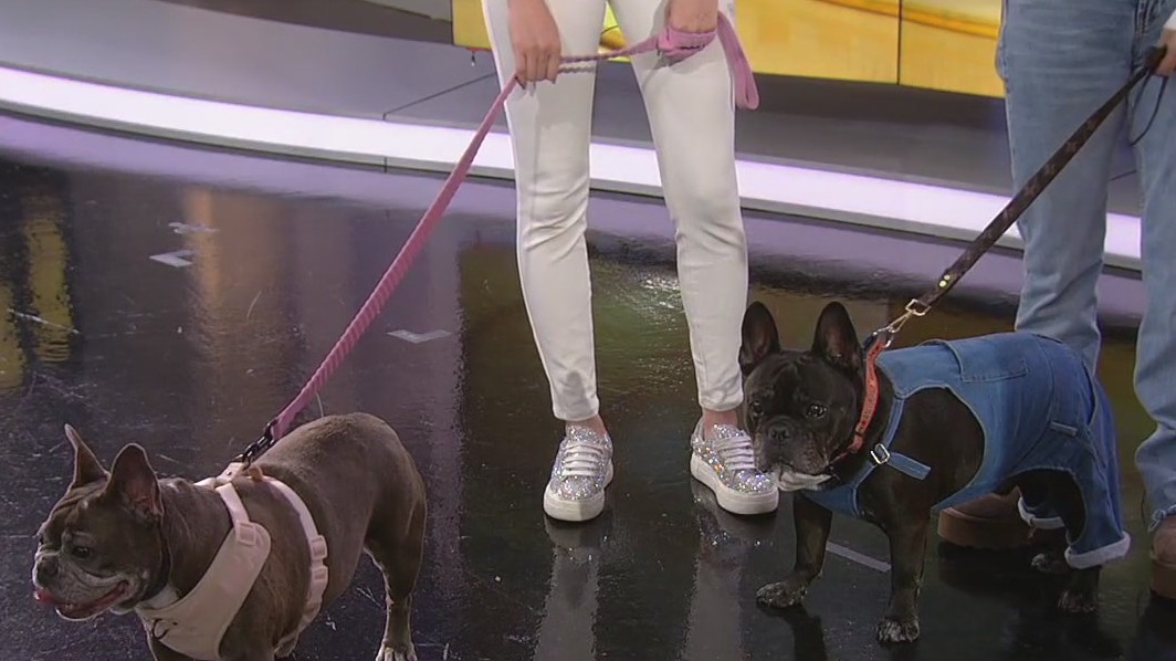 French Bulldog the 'most popular' dog in America