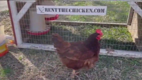 How much is raising your own chickens?