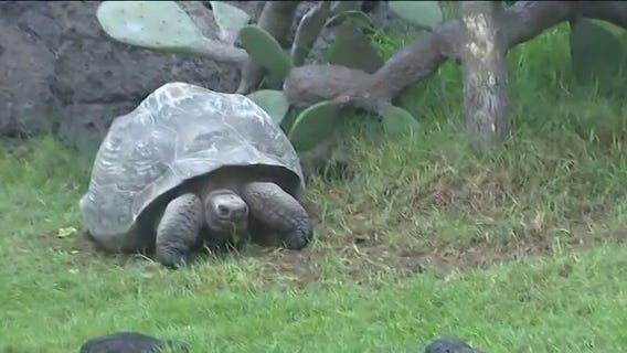 New Gal?pagos Islands exhibit at the Houston Zoo features toroises