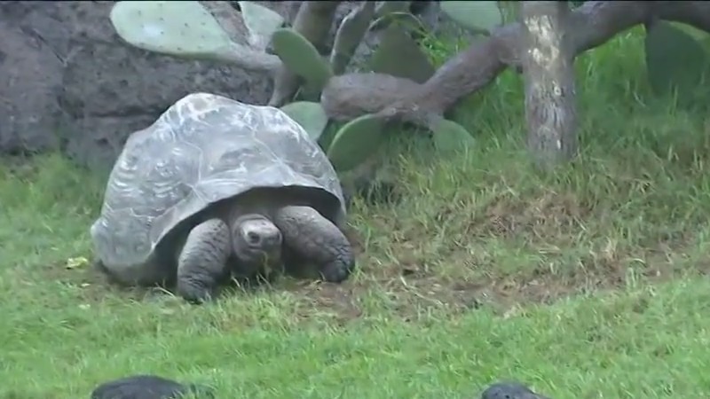 New Gal?pagos Islands exhibit at the Houston Zoo features toroises