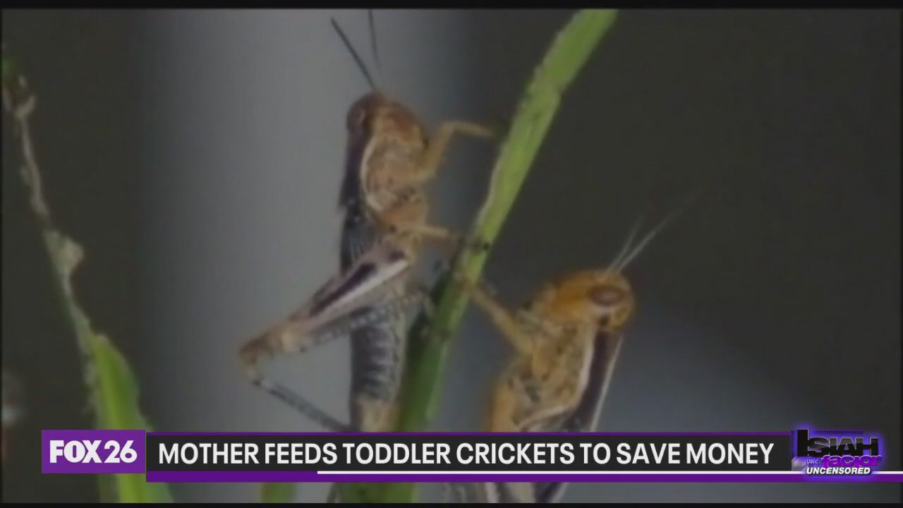 Mother says she fed toddler insects to save money