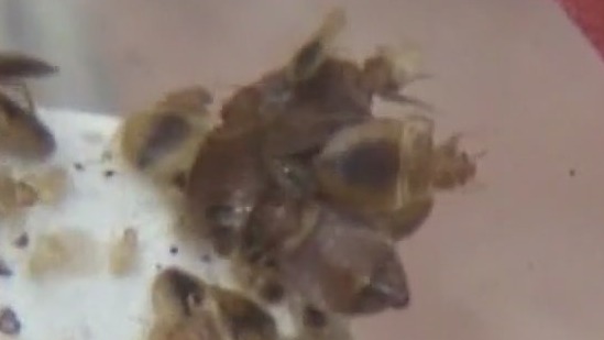 How to protect yourself from bed bugs