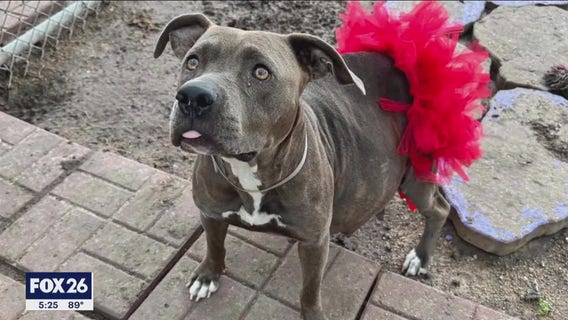 Animal advocates upset over BARC procedures, euthanizing animals