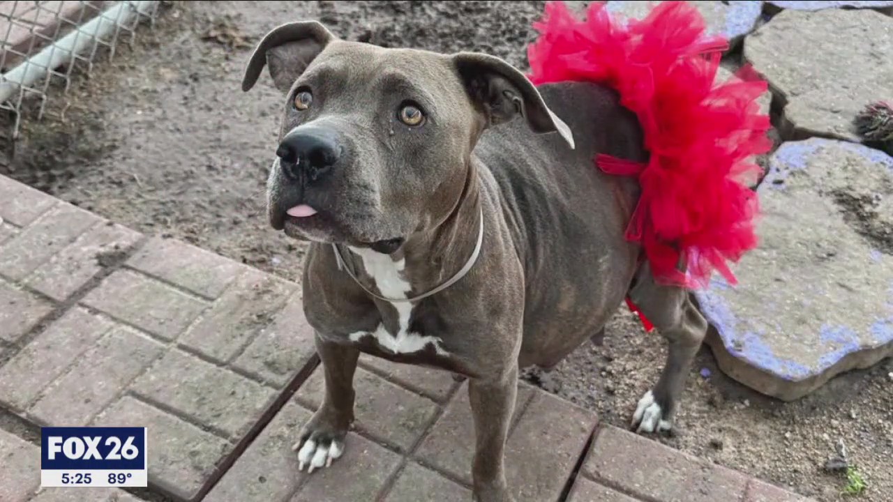 Animal advocates upset over BARC procedures, euthanizing animals