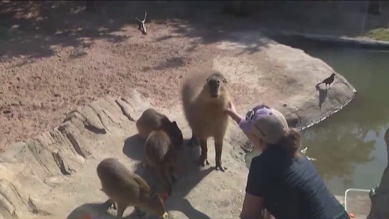 All about Houston Zoo's capybaras