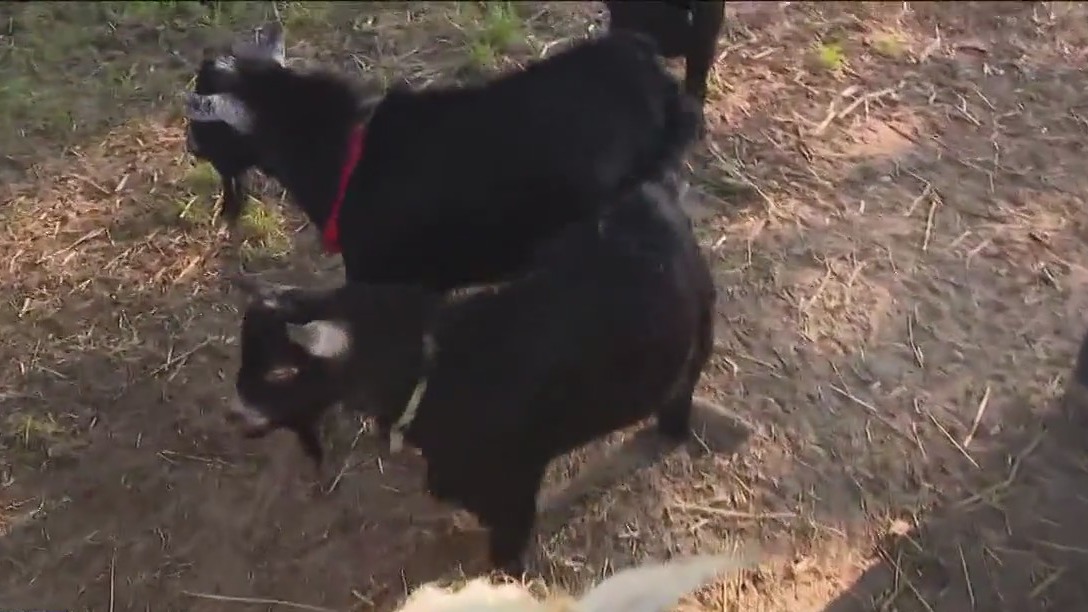 One Tank Trips: Happy Goat Retreat in Willis