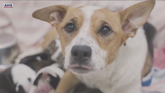 Pregnant dog gives birth in Arizona after surviving rattlesnake bite