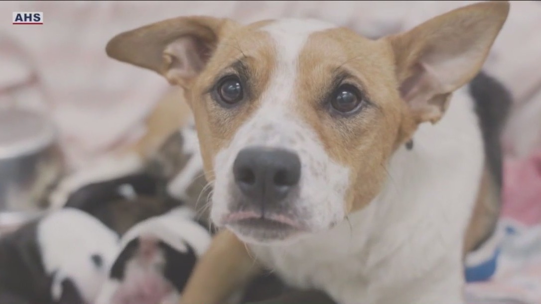 Pregnant dog gives birth in Arizona after surviving rattlesnake bite