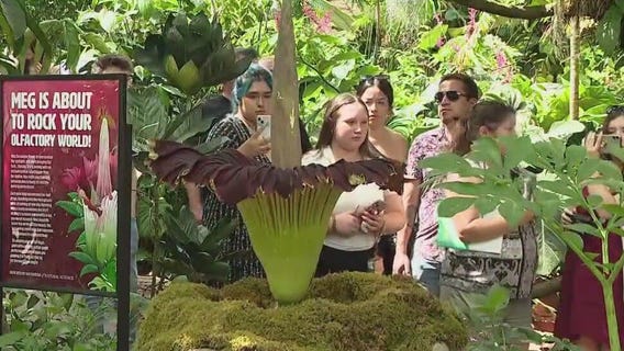 Stinky Meg brings in viewers to enjoy the nauseating stench