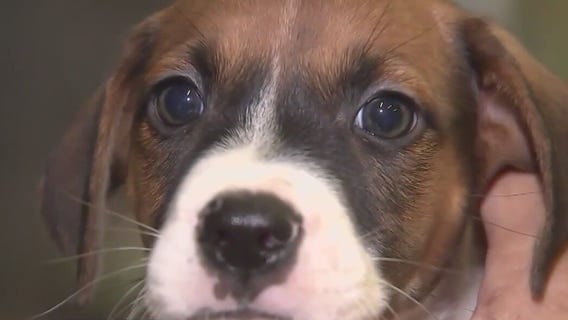 Scammers using BARC animal shelter to demand money from lost pet owners