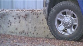 Mormon crickets invade tiny Nevada town