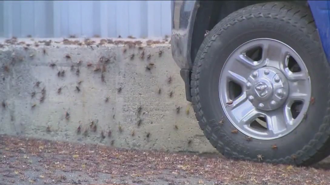Mormon crickets invade tiny Nevada town