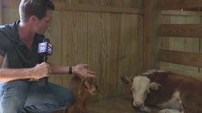 Stolen baby bull named Sir Loin returns to Dewberry Farm