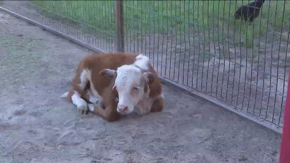 Stolen baby bull 'Sir Loin' back home at Dewberry Farm