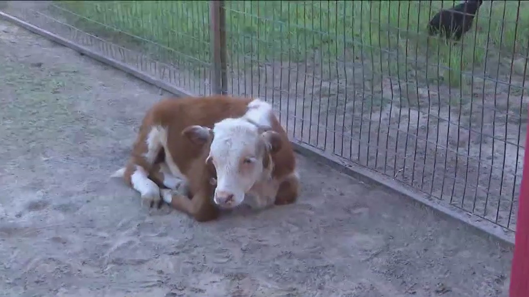 Stolen baby bull 'Sir Loin' back home at Dewberry Farm