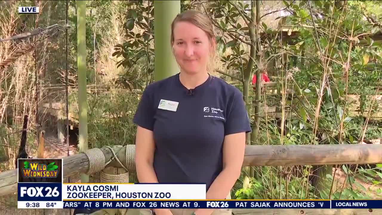 Houston Zoo celebrates birth of critically endangered species