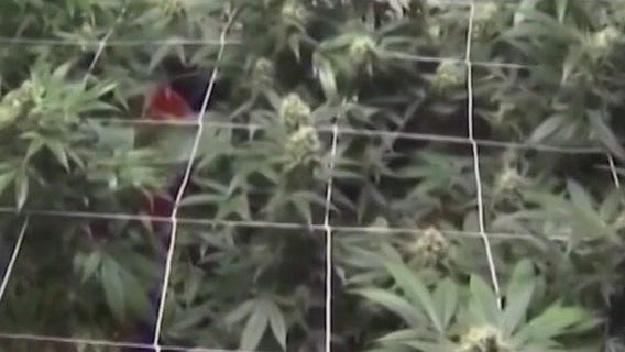 FOX Faceoff: The ongoing battle over cannabis