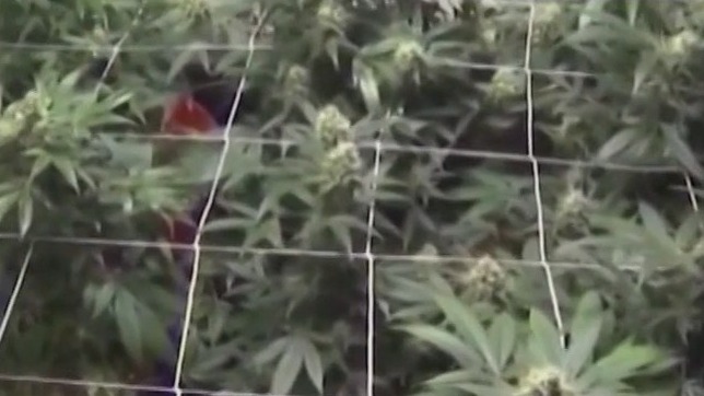 FOX Faceoff: The ongoing battle over cannabis