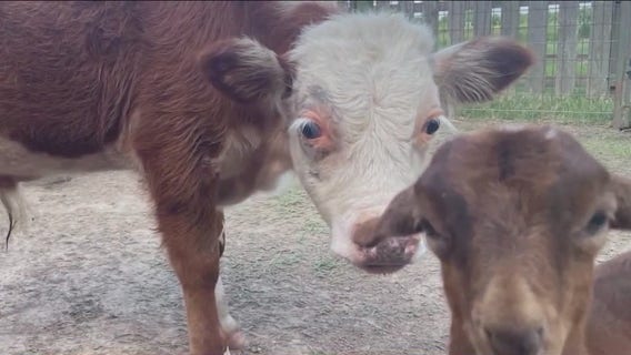 2 woman arrested for stealing two farm animals, including a bull from Dewberry Farm