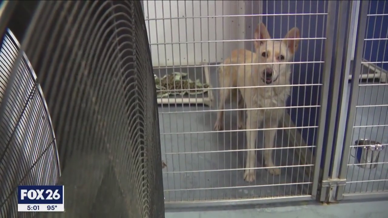 Houston animal shelter in need of fosters after A/C went out during heatwave
