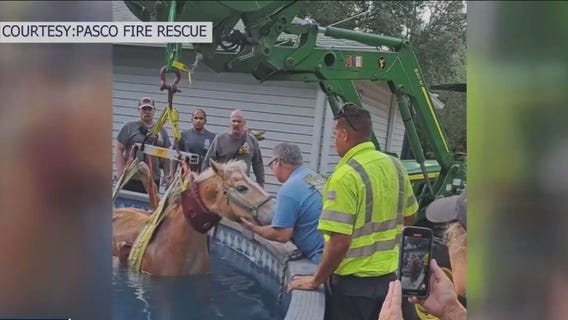 Florida horse lifted out above ground pool