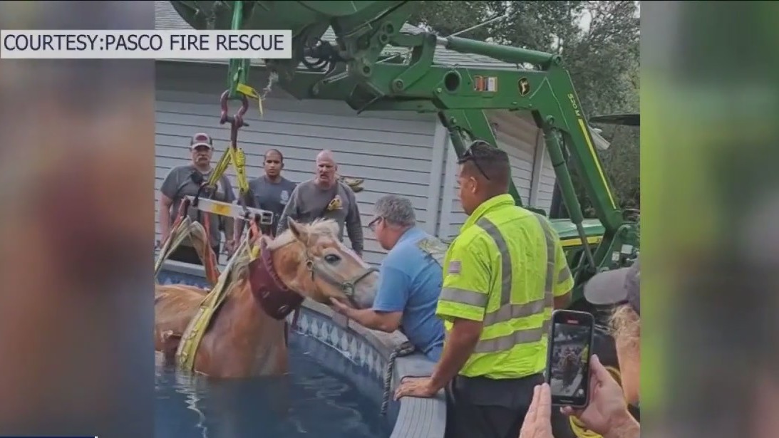 Florida horse lifted out above ground pool