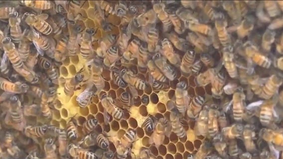 Bees with new defenses can fight parasites