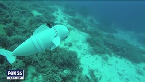 Robot fish helping save the oceans