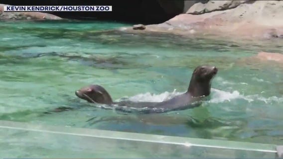 Houston Zoo animals stay cool in Texas heat