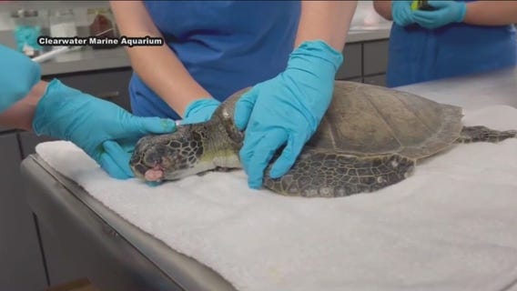 Sea turtle rescued from under ramp
