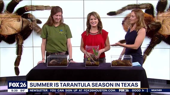 Tarantula season in Texas, what to know