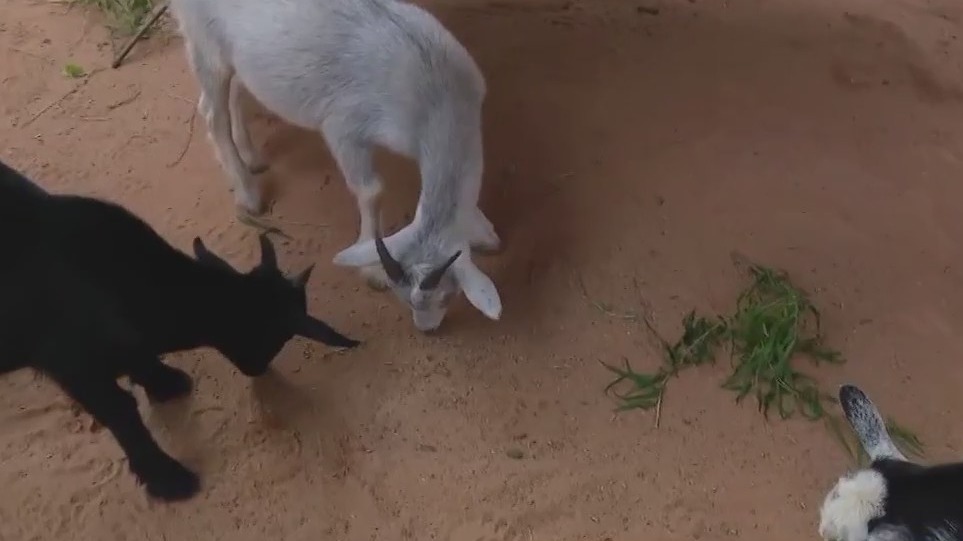 New baby goats at Houston Zoo