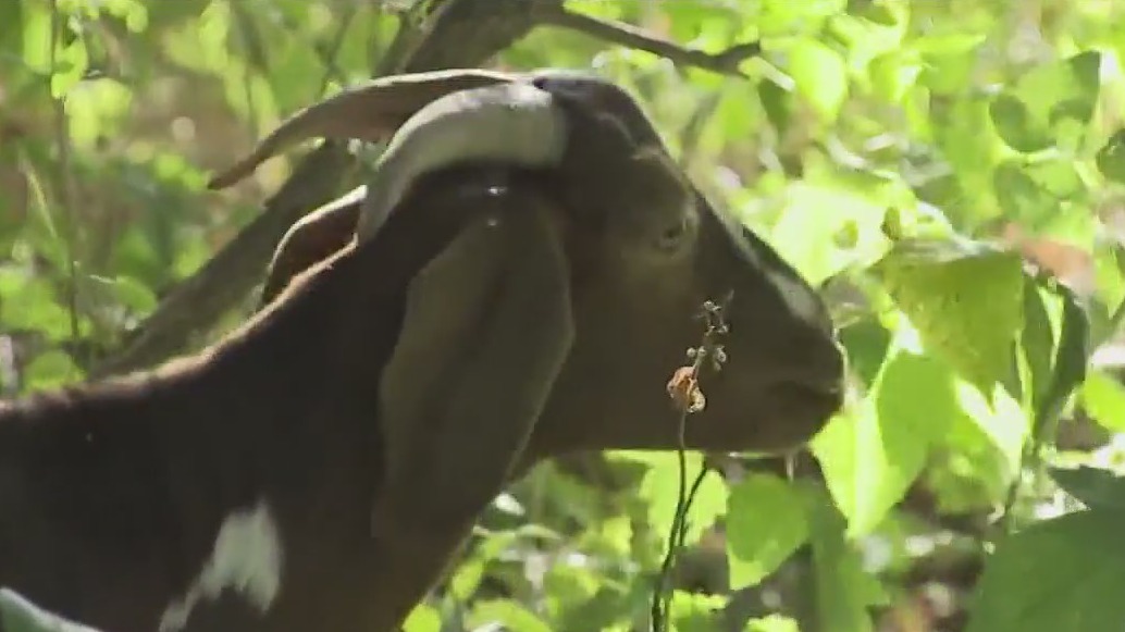 Goats tackling poison ivy problem in Austin
