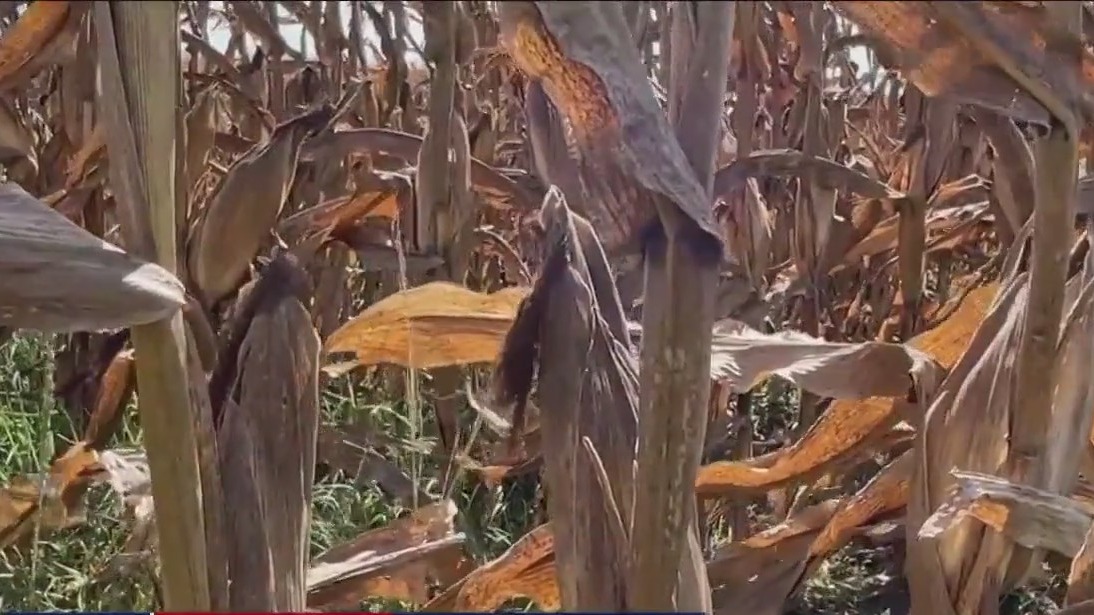 Heatwave killing crops across the country